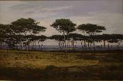 Les pins de Pledeliac